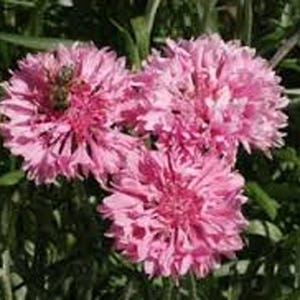 Bachelor Button, Tall Pink Seeds, Beautiful Bright Blooms,