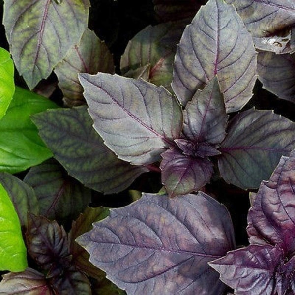 Red Rubin Basil Seeds, NON-GMO Seeds, A Beautiful Reddish-Purple herb, Country Creek Acres