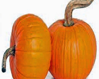 Graines de citrouille, petites graines de sucre, graines anciennes, SANS OGM, petites citrouilles.