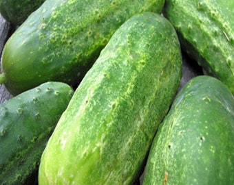 Cucumber Seeds, Boston Pickling Cucumber Seeds, Heirloom, NON-GMO Seeds, Country Creek Acres