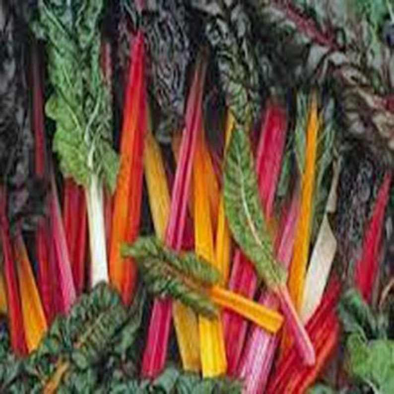 Country Creek Acres Swiss Chard Seeds