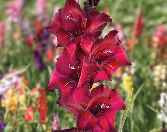 Gladiolus Bulbs/Corms, Black Walnut, Perennial Gladiolus Corms, Flowers, Gorgeous Deep Red Blooms