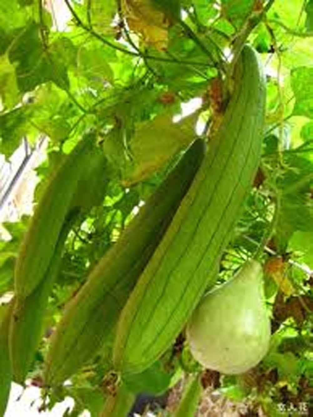 Luffa Ground Gourd Luffa Seeds, Luffa Gourd Sponge Seeds, Organic , NON GMO, Grow ...