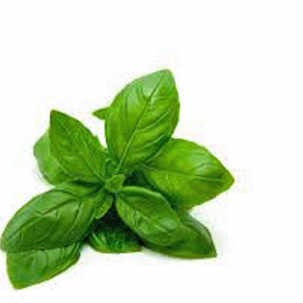 Basil Seeds, Italian Large Leaf, Heirloom Seeds, NON-GMO Seeds,  Country Creek Acres