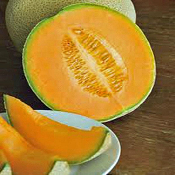 Muskmelon Seeds, Edisto 47 Sweet, Heirloom, NON-GMO Seeds, Sweet and Delicious. Country creek Acres