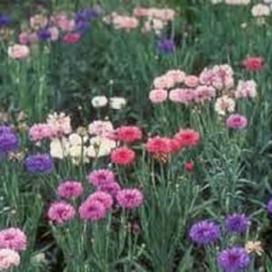 May include: A field of purple, pink, and white wildflowers in bloom. The flowers are clustered together in a variety of shapes and sizes.