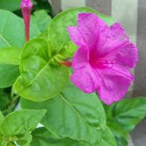 Four O'clock Pink Seeds, Flower Seeds, Beautiful Vivid Pink Colored Bloom