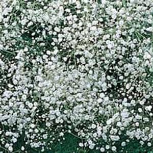 Baby's Breath Seeds  Newly Harvested, Beautiful Snow Like Blooms