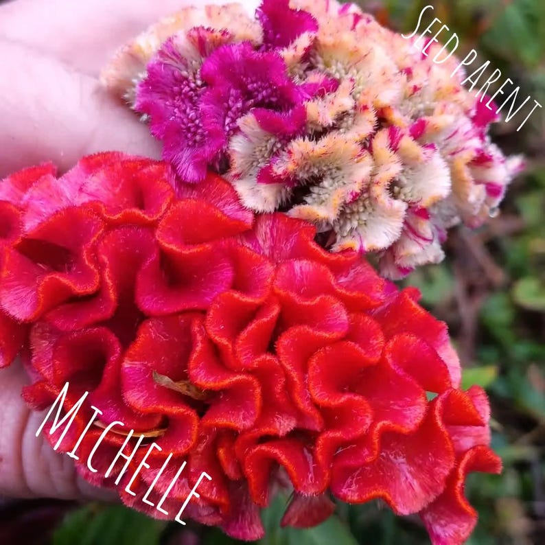 Semi Di Celosia Piuma Variegata Batlle - Annuale, Altezza 30 Cm, Per Aiuole E Vasi