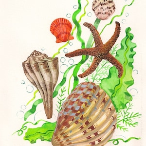 May include: Watercolor painting of seashells, a starfish, and seaweed. The seashells are a variety of colors and shapes, including brown, white, and pink. The starfish is brown and has five points. The seaweed is green and has a flowing, organic shape.
