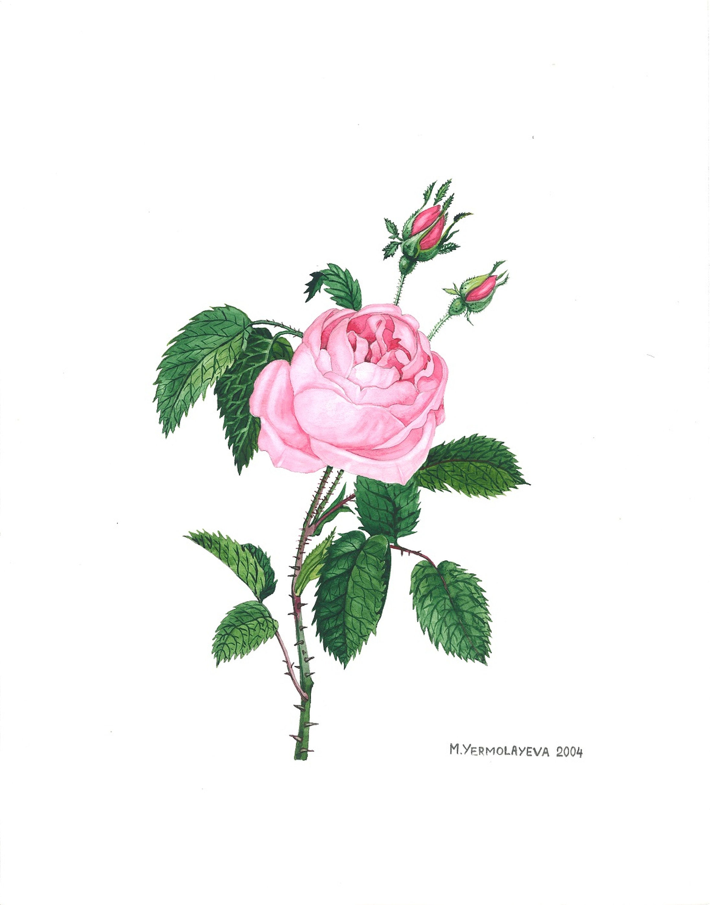 P.J. Redouté ピンクのバラ 絵画 Amazon | Redouté. Roses (Icon