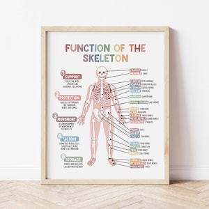 Funktion des Skeletts Lernposter | Hausschule Wandkunst | Medizinischer Druck | Wissenschaft Druck | Homeschool druckbare | Menschliches Skelett