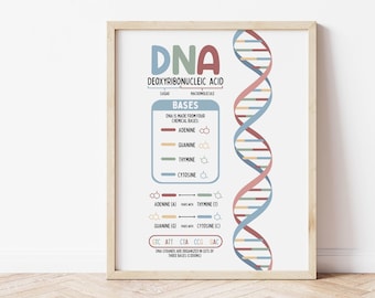 Può includere: Un'infografica colorata che spiega la struttura del DNA, un acido desossiribonucleico. L'infografica mostra le quattro basi chimiche: adenina, guanina, timina e citosina. Le basi sono accoppiate con le loro basi corrispondenti, adenina con timina e guanina con citosina. L'infografica mostra anche i codoni a tre basi che compongono i filamenti di DNA.