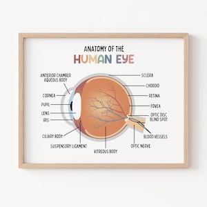Set de 15 pósteres educativos imprimibles sobre el cuerpo humano (descarga digital). Decoración para la educación en casa: futuro médico. imagen 10