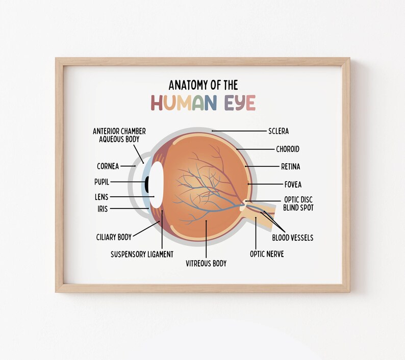 Set de 15 pósteres educativos imprimibles sobre el cuerpo humano (descarga digital). Decoración para la educación en casa: futuro médico. imagen 10