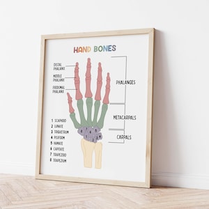 Set de 15 pósteres educativos imprimibles sobre el cuerpo humano (descarga digital). Decoración para la educación en casa: futuro médico. imagen 7