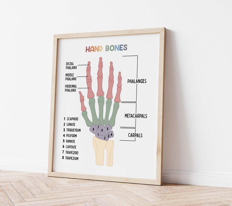 Set de 15 pósteres educativos imprimibles sobre el cuerpo humano (descarga digital). Decoración para la educación en casa: futuro médico. imagen 7