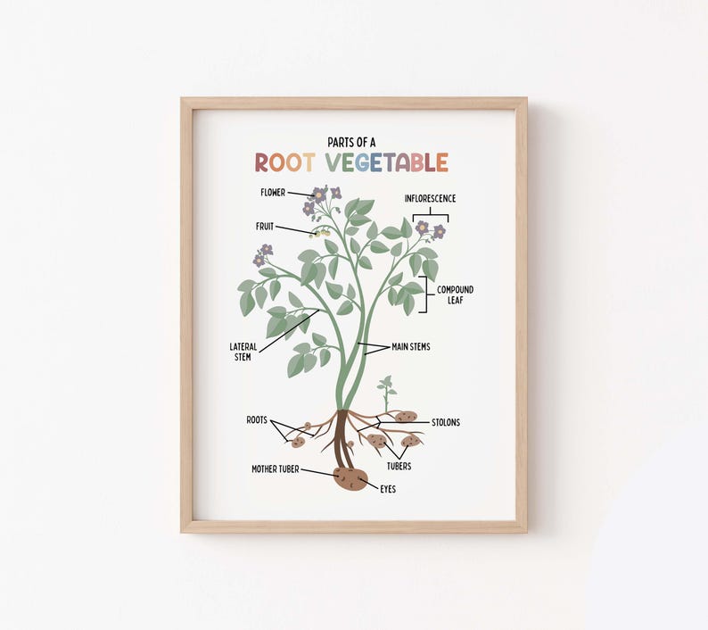 Parts of a Root Vegetable for Kids | Classroom Printable | Botany Print ...