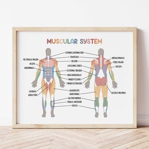 Muskulatur Lernposter | Hausschule Wandkunst | Medizinischer Druck | Wissenschaft Druck | Homeschool druckbare | Muskelsystem des Menschen