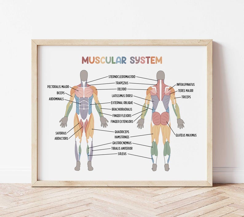 Muscular System Educational Poster | Homeschool Wall Art | Medical ...