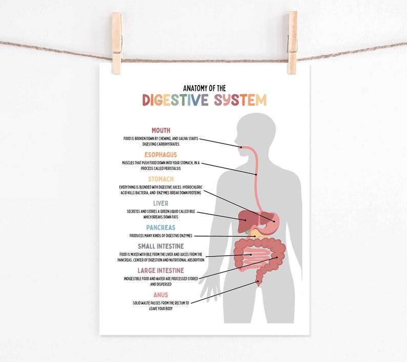 Digestive System Medical Illustration Poster for Kids, Medical Print ...