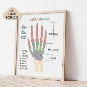 Hand Bones, Anatomy of the Hand Poster for Kids (Digital Download)