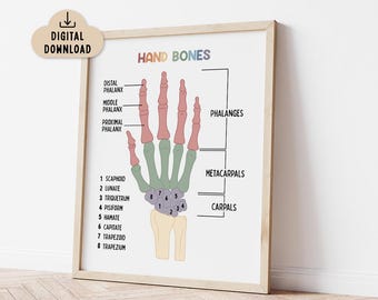 Handknochen, Anatomie der Hand Poster für Kinder (Digitaler Download)