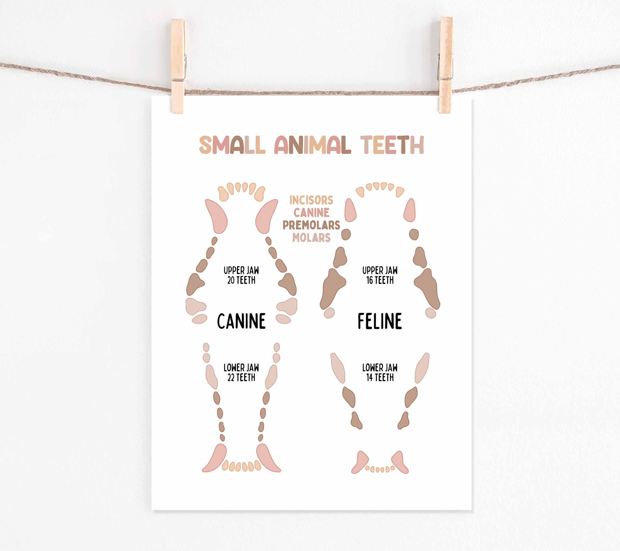 Small Animal Teeth Poster: BOHO, Classroom, Dog & Cat Teeth ...