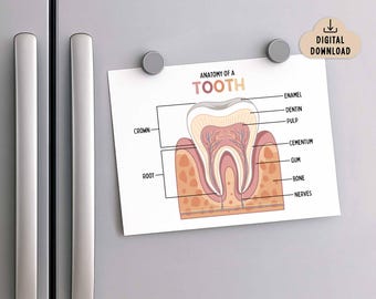歯の解剖学 子ども向け印刷可能ポスター（デジタルダウンロード