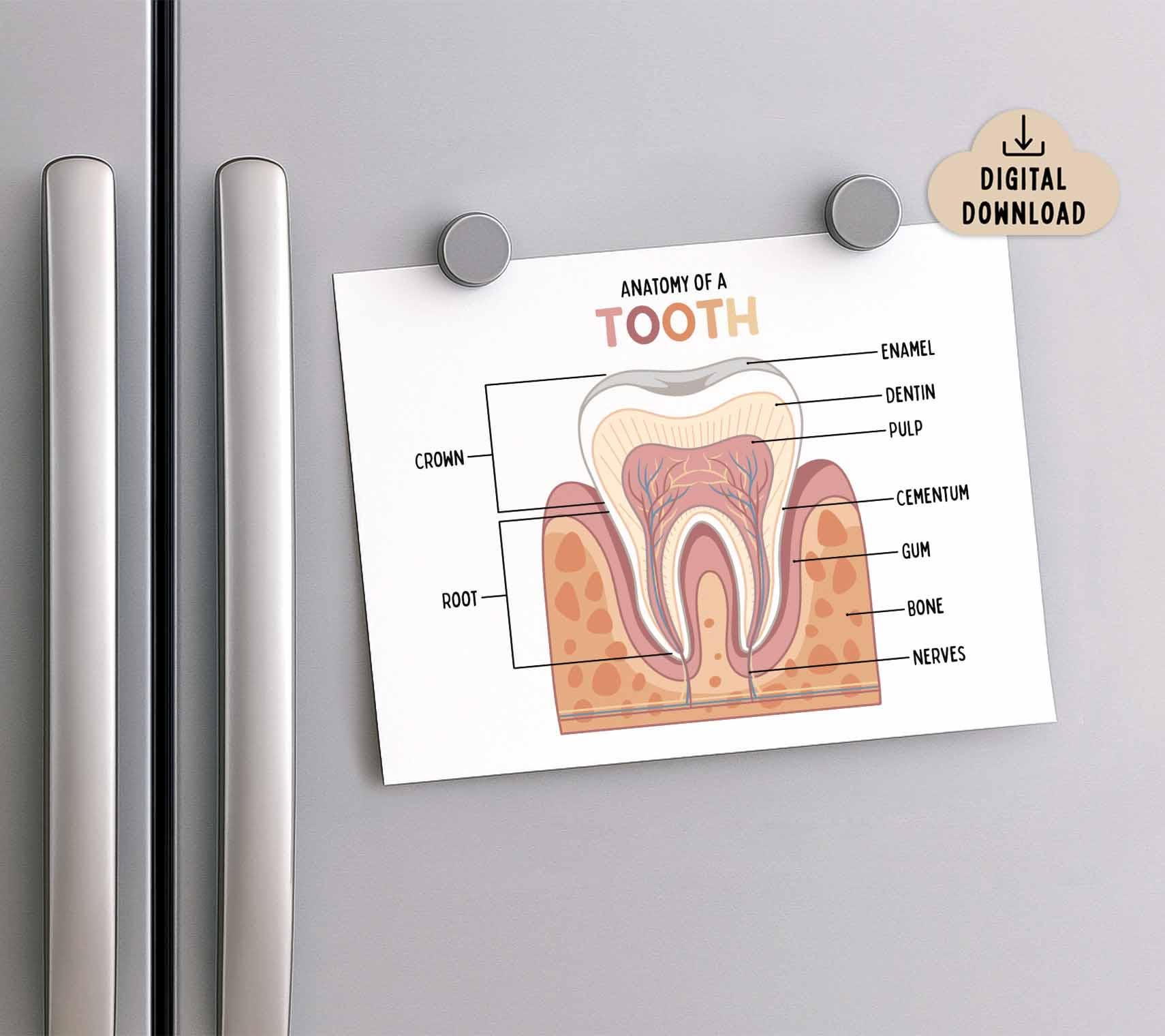 歯の解剖学 子ども向け印刷可能ポスター（デジタルダウンロード