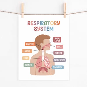 Set de 15 pósteres educativos imprimibles sobre el cuerpo humano (descarga digital). Decoración para la educación en casa: futuro médico. imagen 12