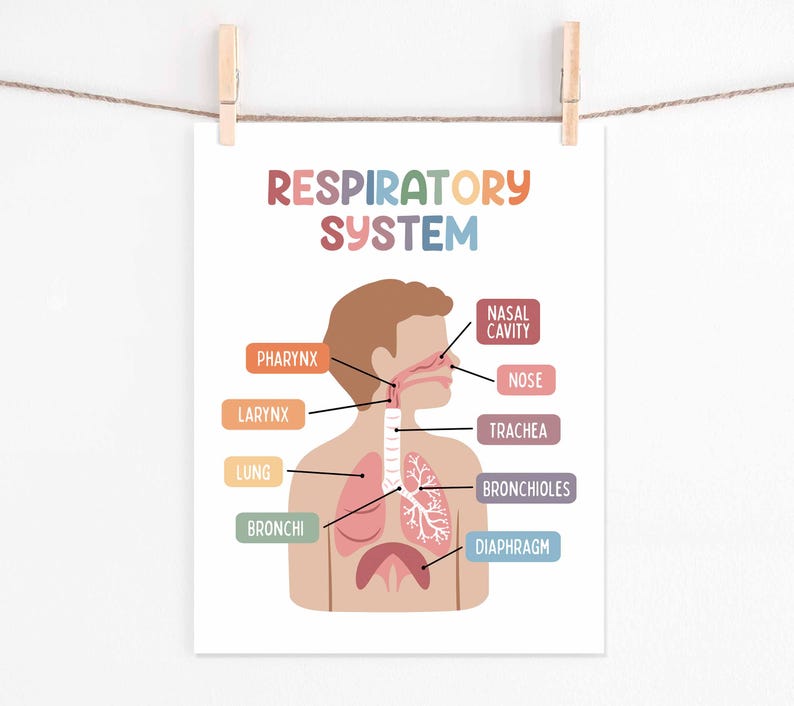 Set de 15 pósteres educativos imprimibles sobre el cuerpo humano (descarga digital). Decoración para la educación en casa: futuro médico. imagen 12