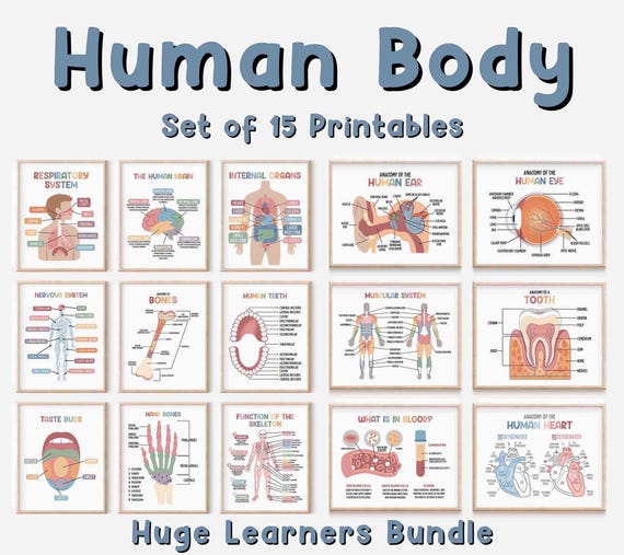 Human Body Set of 15 Educational Printable Posters (Digital Download) Future Doctor Homeschool Decor