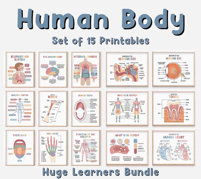 Puede incluir: Conjunto de 15 l&aacute;minas de anatom&iacute;a del cuerpo humano imprimibles. Las l&aacute;minas presentan ilustraciones coloridas y etiquetas para varios sistemas corporales, &oacute;rganos y estructuras. Las l&aacute;minas incluyen el sistema respiratorio, el cerebro humano, los &oacute;rganos internos, el o&iacute;do humano, el ojo humano, el sistema nervioso, los huesos, los dientes humanos, el sistema muscular, un diente, las papilas gustativas, los huesos de la mano, la funci&oacute;n del esqueleto, lo que hay en la sangre y el coraz&oacute;n humano.