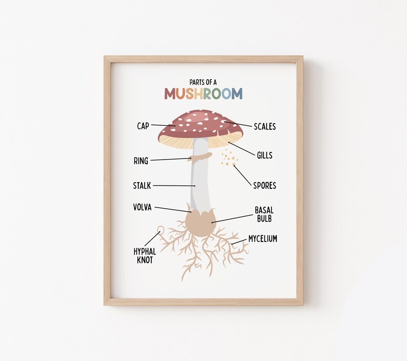 Mushroom Labelling Parts of a Mushroom Poster for Kids (digital Download) Classroom Botany ...