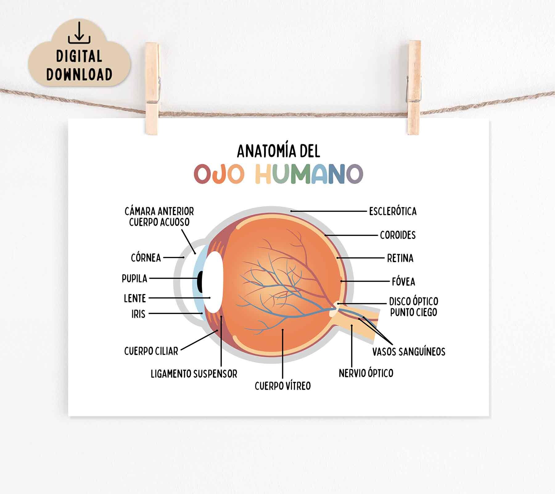 Anatomy of the Human Eye Poster for Kids, Spanish Language Version ...