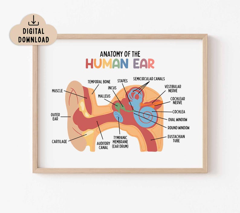 Anatomy of the Human Ear Poster Printable, BRIGHT Colors (digital ...