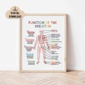 Function of the Skeleton Educational Poster (Digital Download) Kids Medical Printable