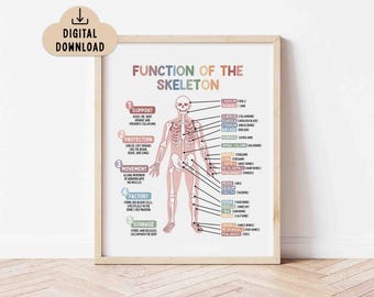 Funktion des Skeletts Lernposter (Digitaler Download) für Kids Printable