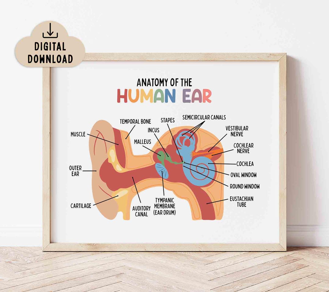 Anatomy of the Human Ear Poster Printable, BRIGHT Colors (digital ...