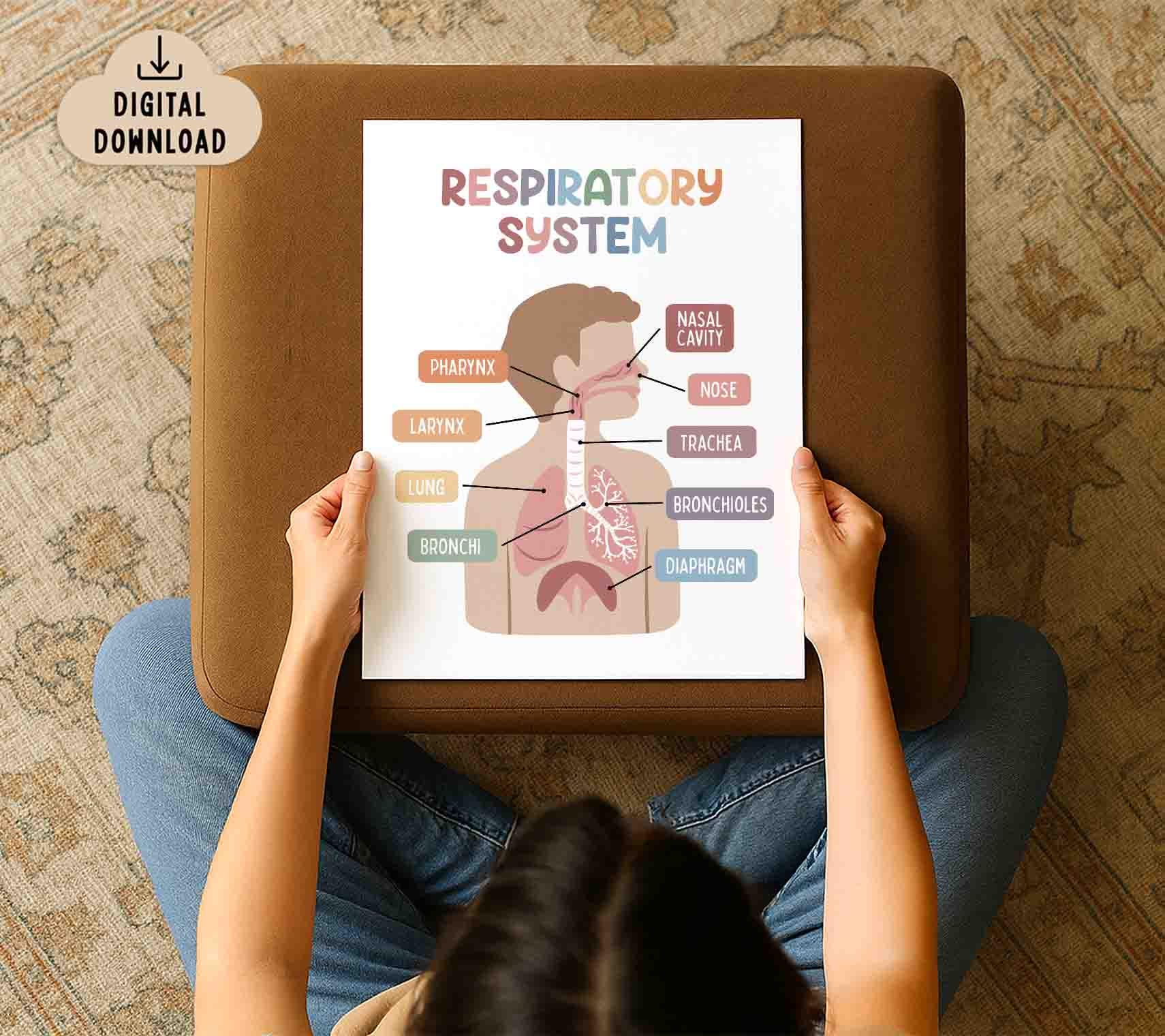 Respiratory System Educational Printable Poster (digital Download ...
