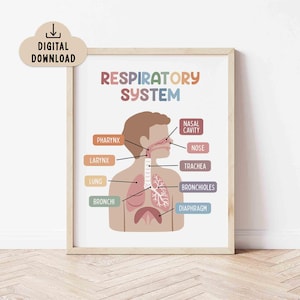 Póster educativo imprimible sobre el sistema respiratorio (descarga digital) para decoración del aula