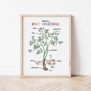 Parts of a Root Vegetable for Kids | Classroom Printable | Botany Print | Educational Wall Art | Homeschool | Vegetable Plant Anatomy