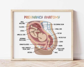 May include: A framed print titled "PREGNANCY ANATOMY" features a detailed illustration of a fetus inside the uterus. Labeled anatomical parts include the placenta, umbilical cord, and bladder. The artwork is in a wooden frame, with a light-colored background.