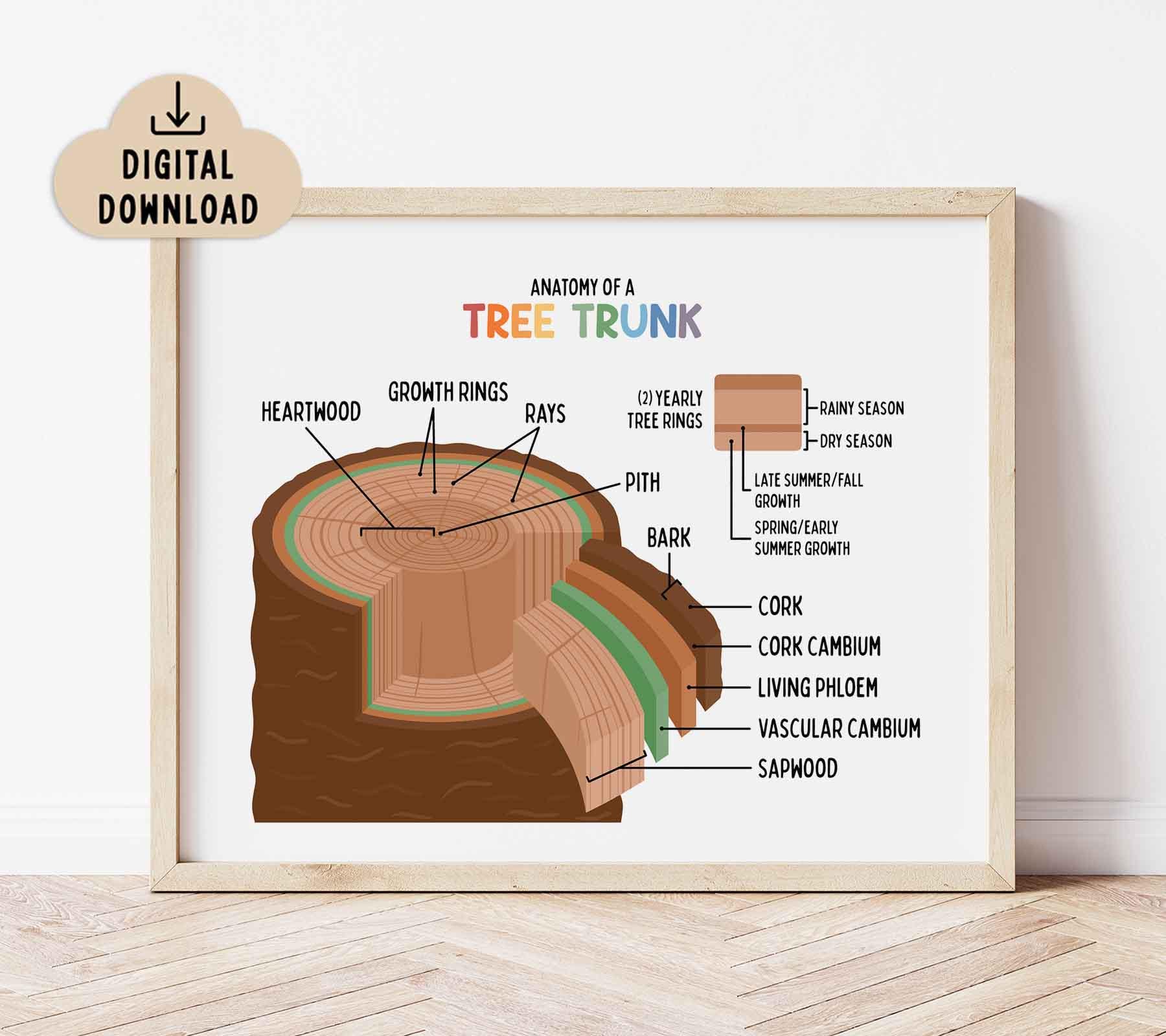 Tree Trunk Printable Poster BRIGHT (digital Download) Botany Print ...