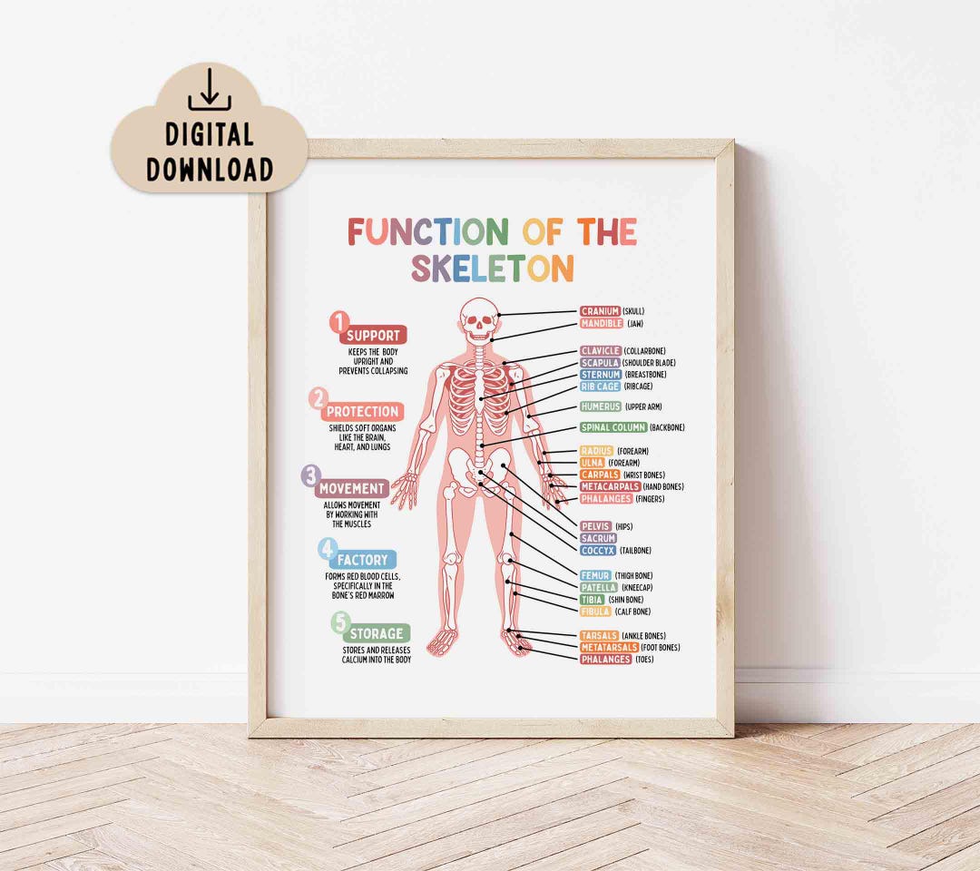 Function of the Skeleton Educational Poster, BRIGHT Colors (digital ...