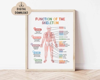 Funktion des Skeletts Lernposter, helle Farben (Digitaler Download) Kinder Biologie Printable