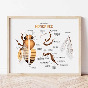 Puede incluir: Póster educativo de la anatomía de una abeja. La ilustración muestra un diagrama detallado de una abeja, con etiquetas que señalan varias partes del cuerpo como la cabeza, el tórax, el abdomen y las patas. El póster está enmarcado.
