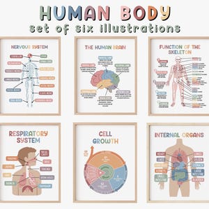 Menschlicher Körper 6er Set Lernposter | Hausschule Wandkunst | Medizinischer Druck | Wissenschaft | Homeschool druckbare | Zukünftiger Doktor | Medizin