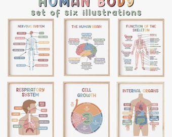 Set de 6 pósteres educativos sobre el cuerpo humano / Arte mural para la educación en casa / Láminas médicas / Ciencia / Material imprimible para la educación en casa / Futuro médico / Medicina